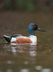 Northern Shoveler, Shoveler, Anas clypeata