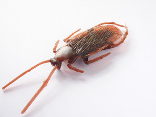 synthetic rubber cockroach on white background