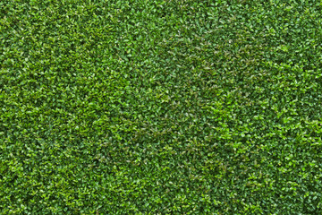 Fresh green leaves nature background