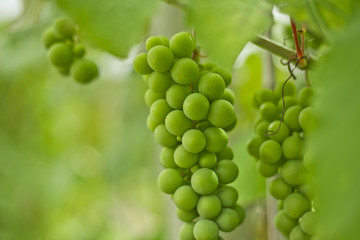 Green grape vine