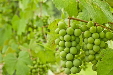 Green grape vine