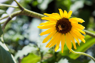 Bee on Sunflower
