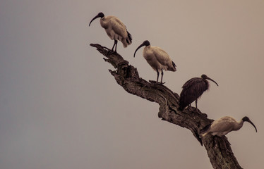 Roosting Ibis