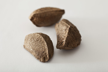 Brazil nut (Bertholletia excelsa)