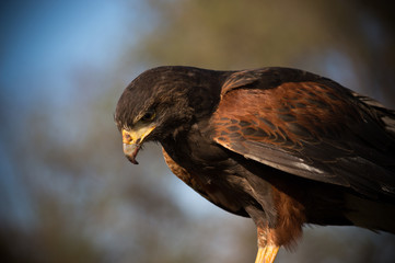 falcon