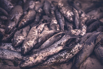 Ilha Do Mel, Paraná, Brazil - June 3, 2017: Feast of the Mullet on Honey Island.