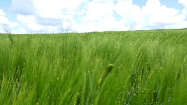 Field of green wheat waves moved by wind, nature background, slow motion