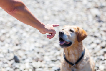 female hand gives command to a dog