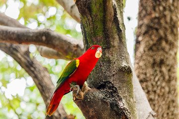 Chattering lory sitting on a tree branch