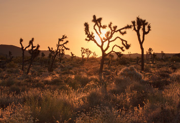 Joshua tree national park, California
