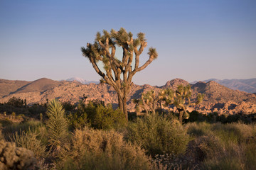 Fototapeta premium Joshua tree national park, California