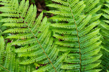 Fern leaf with water drops close-up