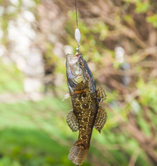 Caught freshwater sleeper  or firebrand-rotan (Perccottus glenii) dangles on the hook