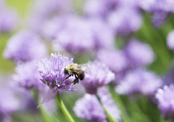 Bumblebee on a Chive Flower