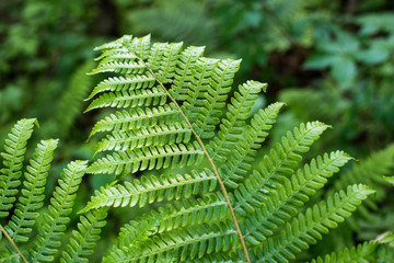 Fern leaf with water drops close-up
