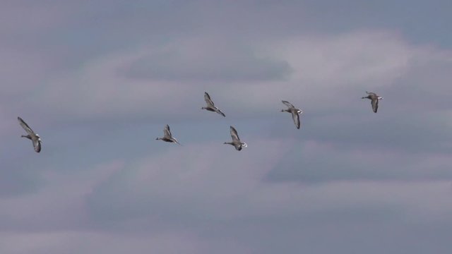 Free Geese flying in the sky close-up. Flight bird flocks of migrating geese. Migratory birds stayed. Barnacle goose and white-fronted goose. 