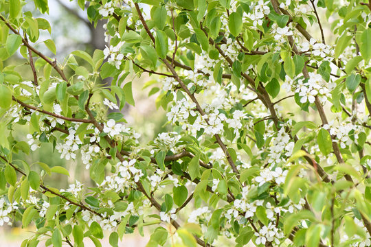 A pear tree blooms profusely with flowers of white color