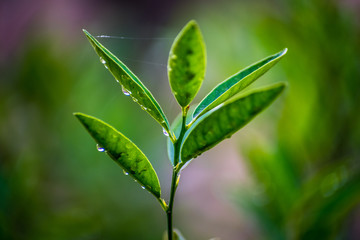 Green Leave