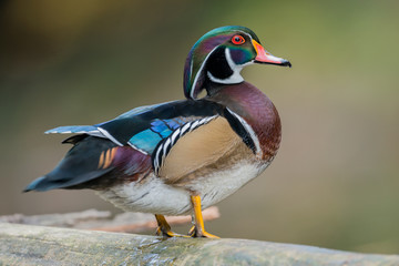Wood Duck