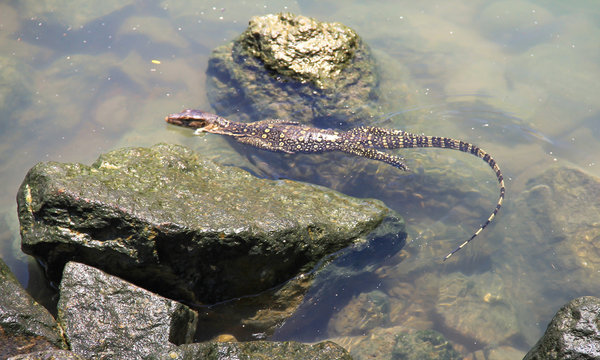 Varanus Salvator