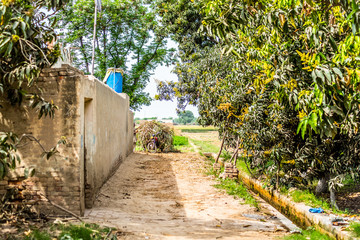 Punjab village