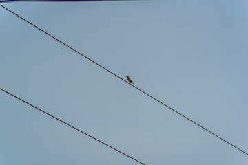 Bird on wire