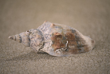 Shell on the sand, natural imperfections