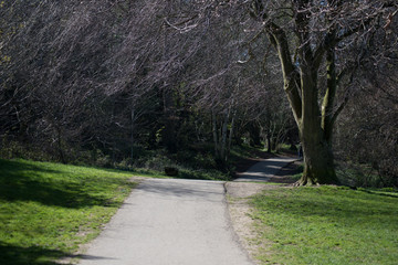 Dark trees