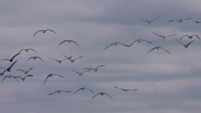 A flock of wild Geese flying in the sky close-up - shoot travel zoom lens. Free flight bird flocks of migrating geese. Migratory birds stayed. Barnacle goose and white-fronted goose. 
