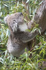 Koala eating gum leaves.