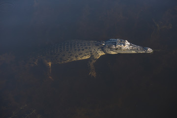Crocodile in yellow waters lagoon Kakadu National Park Northern Territory, Australia.