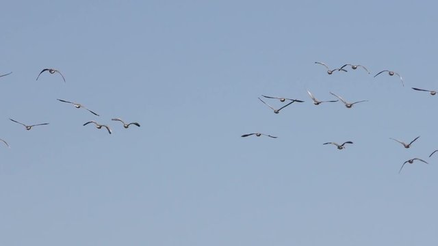 A flock of wild Geese flying in the sky close-up in 4K - shoot travel zoom lens. Free flight bird flocks of migrating geese. Migratory birds stayed. Barnacle goose and white-fronted goose. 