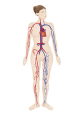 Blood circulation, illustration