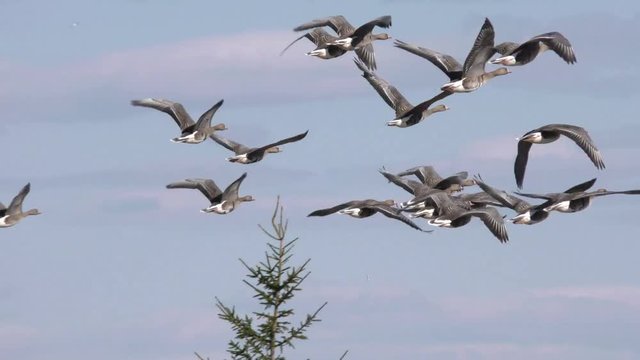Wild geese flying on takeoff - shooting travel zoom lens. Free flight bird flocks of migrating geese. Migratory birds stayed. Barnacle goose and white-fronted goose.  