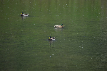The ducks