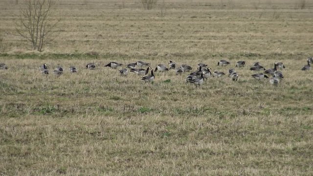 Wild migratory geese stayed on the field for the rest and feeding. Barnacle goose and white-fronted goose grazing on meadow. Flock of wild birds geese spring migration on grass. 