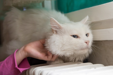 Naklejka premium Cat enjoying cuddling