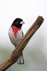 Male Rose-breasted Grosbeak (Pheucticus ludovicianus) perched on a branch on a sunny day isolated on white.