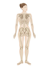 Skeleton, illustration