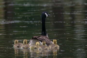 Canadian Goose and babies