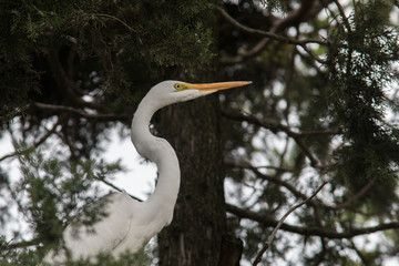 Great Egret