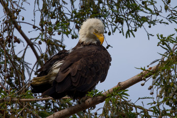 Bald eagle standing on a tree, seen in the wild in  North California