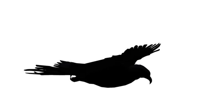 Eagle inciting wings flying gliding,haliaeetus leucocephalus bird animal sketch silhouette.american freedom symbol.