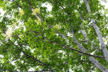 Green leafy branches.