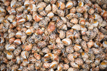 fresh spotted babylon in fish market