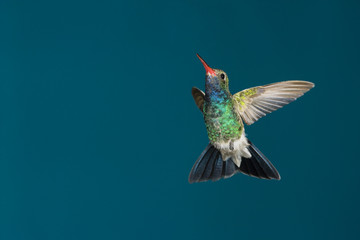 Obraz premium A male Broad-billed Hummingbird (Cynanthus latirostris) hovers near a feeding site.