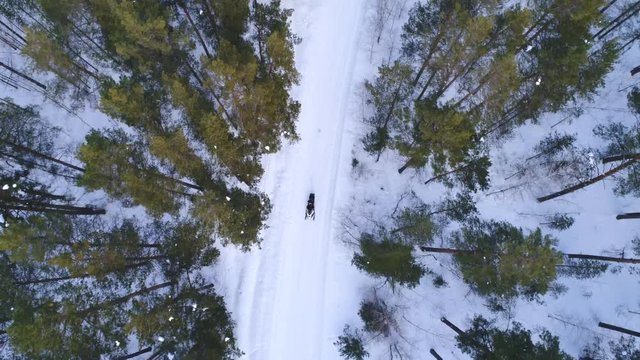aerial view of winter forest covered in snow. drone photography