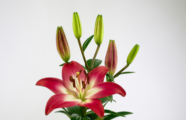 Beautiful red and white lily in yellow vase on white background
