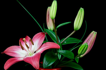 Close up of a red and white lily on black background