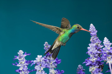 A male Broad-billed Hummingbird (Cynanthus latirostris) hovers as it feeds